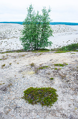 BB 15 0406 / Betula pubescens / Bjørk <br /> Calluna vulgaris / Røsslyng